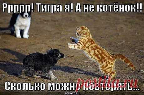 Мой Мир@Mail.Ru