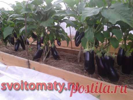 Выращивание баклажанов и перцев | Все про помидоры (томаты) - видео, фото, отзовы