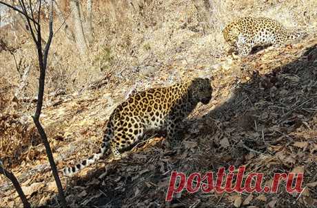 В Приморском сафари-парке впервые подпустили друг другу самца и самку дальневосточных леопардов. Большие хищники повели себя точь-в-точь как домашние коты — устроили драку, которая попала на видео