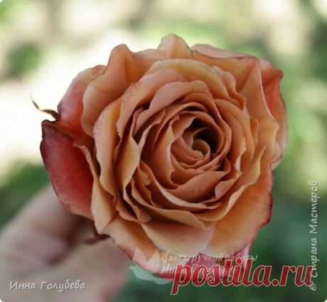 Роза цвета " капучино" из х.ф.Подробный МК.Часть первая. | Страна Мастеров