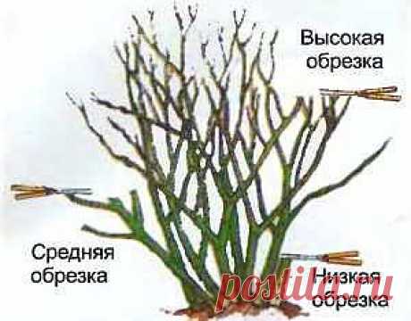 Подготовка роз к зиме, обрезка роз, укрытие роз на зиму, способы.