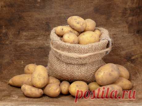 Сорта картофеля для средней полосы России, Урала и Поволжья | Идеальный огород | Яндекс Дзен