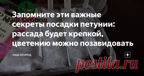 Запомните эти важные секреты посадки петунии: рассада будет крепкой, цветению можно позавидовать Как многие заметили, на фоне популярности петуний, это довольно капризная культура на этапе выращивания рассады. Семена мелкие, проростки нежные, всхожесть не всегда радует.  Однако часто у соседей можно встретить шикарные кустики, еще и в большом количестве.
На самом деле петунии прекрасно размножаются семенами. Есть ряд секретов, которые станут вам отличными помощниками. Причем они просты.