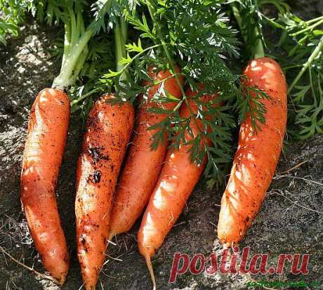 Морковные премудрости. Опыт выращивания.