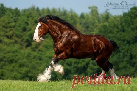 Shire Horses - Equine Photography Katarzyna Okrzesik