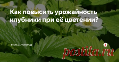 Как повысить урожайность клубники при её цветении? Цветение - это главный этап в жизни клубники. В этот период клубника требует особого ухода и внимания.
Что нужно сделать, чтобы клубника завязала как можно больше ягод и порадовала нас своим урожаем?
Во-первых, осмотрите ваши грядки с клубникой. Если увидели, что кустики выпустили &quot;усы&quot;, удалите их, потому что растение тратит много сил и питания на развитие своих деток, а не на рост ягод.
Также сл