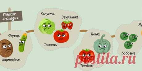 Полезная инфографика: хорошие и плохие &quot;соседи&quot; на грядках. Сохраняйте себе!