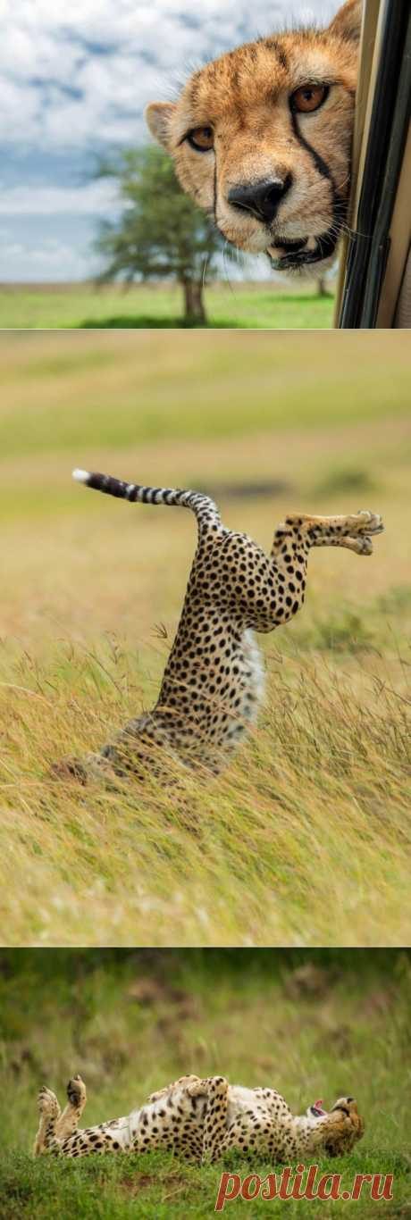 Эти фотографии Вы точно не видели! Работы конкурса Comedy Wildlife Photography Awards — Фотоискусство