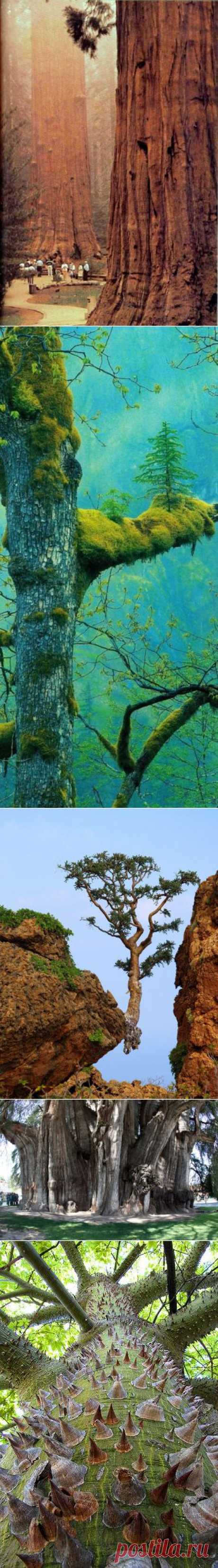 amazing trees | Dusky's Wonders