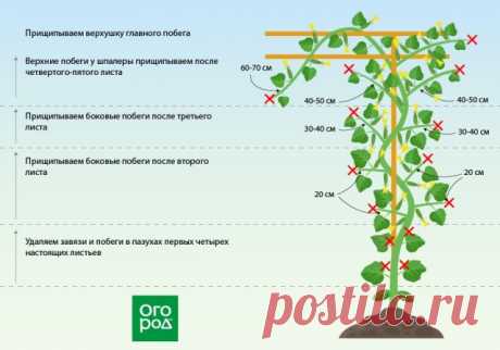 Отрезаем лишнее: все о формировке огурцов простыми словами | Огурцы (Огород.ru)