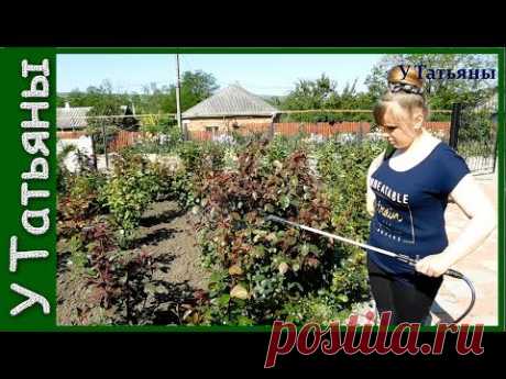 НАШАТЫРНЫЙ СПИРТ от ТЛИ на розах, плодовых деревьях, кустарниках и других растениях!