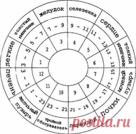 ЧАСЫ РАБОТЫ НАШЕГО ОРГАНИЗМА.