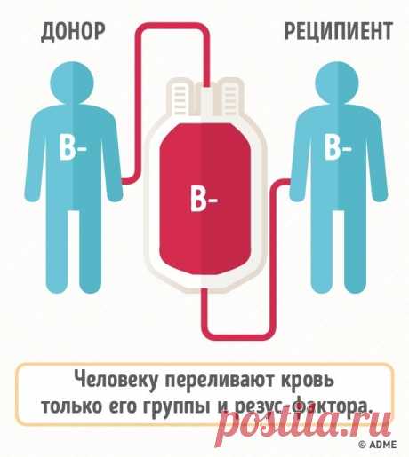 Зачем нужно знать группу крови членов своей семьи