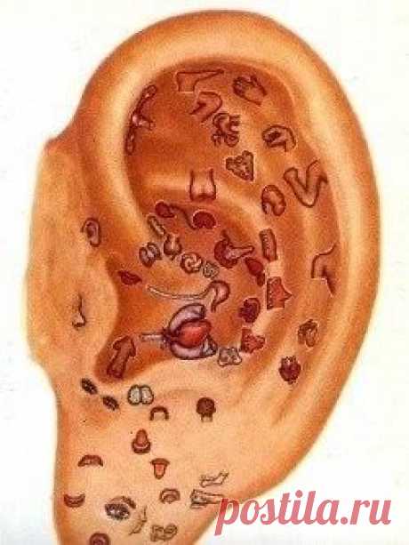 БЛОГ ПОЛЕЗНОСТЕЙ: Диагностика организма по ушным раковинам