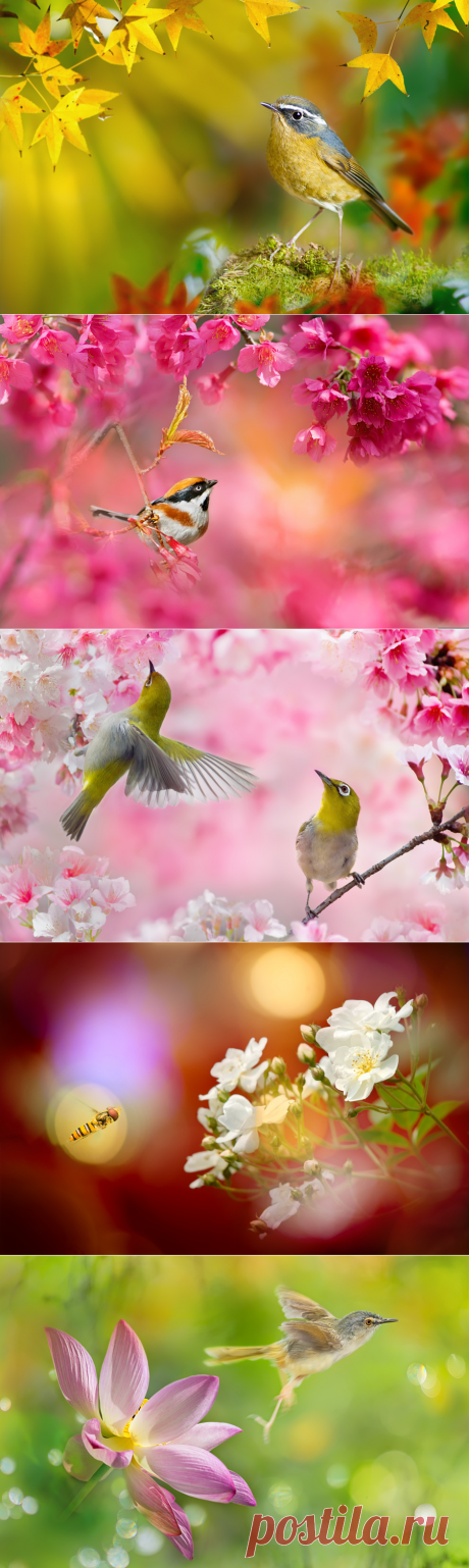 Яркий мир птиц FuYi Chen
