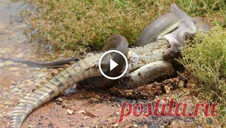 Caught On Camera: Snake Devours Crocodile After 5 Hour Battle