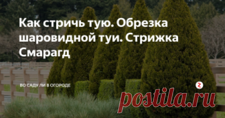 Как стричь тую. Обрезка шаровидной туи. Стрижка Смарагд Туя совершенно не боится стрижки, однако у этой процедуры есть несколько правил: соблюдение сроков стрижки туи; формирование и обрезку туи начинают с удаления сухих и больных веток; во время обрезки туи западной срезы не нуждаются в смазывании садовой замазкой; стрижку туй лучше проводить в пасмурную погоду хорошо заточенным инструментом.