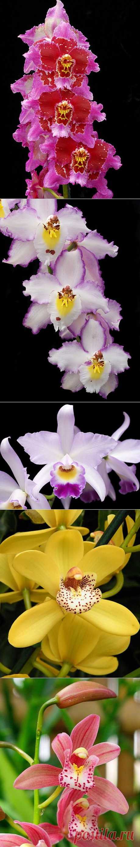 Орхидеи - красивые фото и картинки