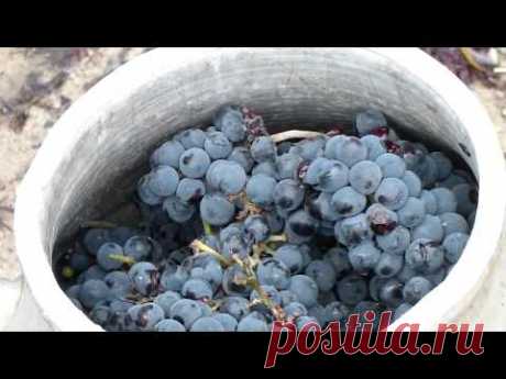 Как быстро подготовить виноград для вина
