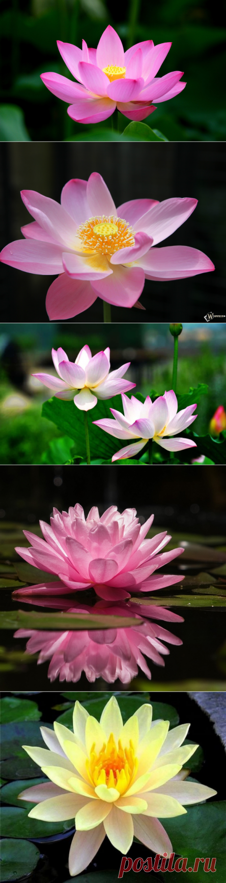 Лотос: совершенно красивый цветок