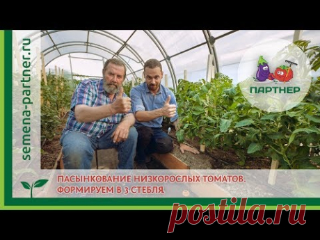 Пасынкование низкорослых томатов. Формировка в 3 стебля.