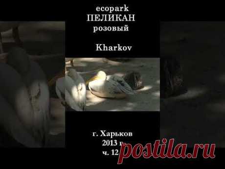 █ ПЕЛИКАН розовый ЭкоПарк Харьков / ч. 12 / 2013 г. #shorts