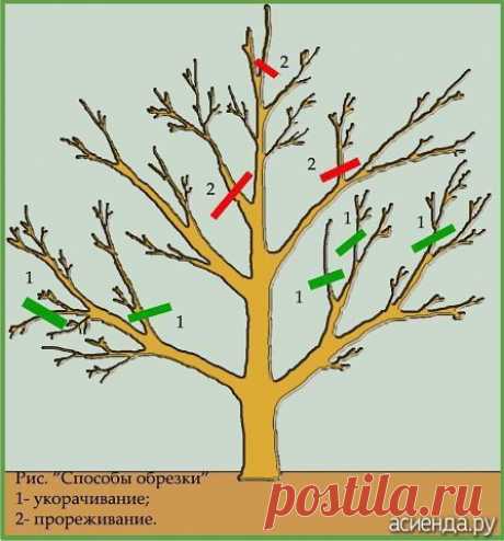 Как и обещала продолжим обучаться обрезке деревьев, кустарников.: Группа Плодовые деревья и кустарники