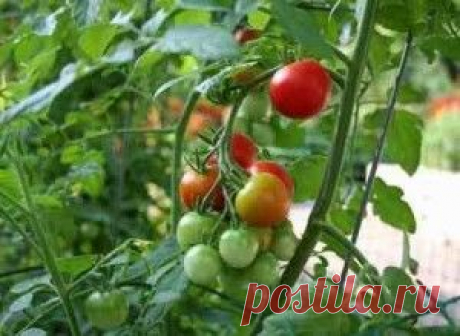 Как лучше выращивать самые вкусные помидоры в теплице?