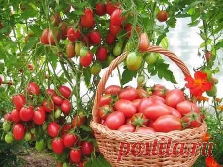 Чтобы томаты не жировали, наращивая пышную зелень в ущерб урожаю, применяем ПЯТЬ приемов:
