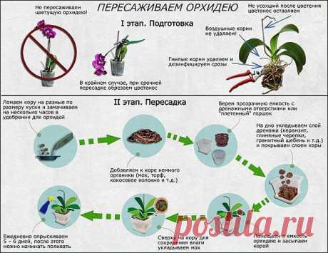 Как пересадить орхидею.

Как определить, что орхидею пора пересаживать, и как это лучше сделать?
Субстрат истощается в среднем за два года, теряя полезные свойства. жизненно необходимые для орхидей: воздухопроницаемость, оптимальную для роста кислотность. сбалансированное соотношение солей и т.д. Поэтому пересаживать орхидеи необходимо каждые 2-3 года.
"Новоселов". приобретенных в цветочных магазинах. необходимо пересаживать сразу после цветения или в течение первого года ...