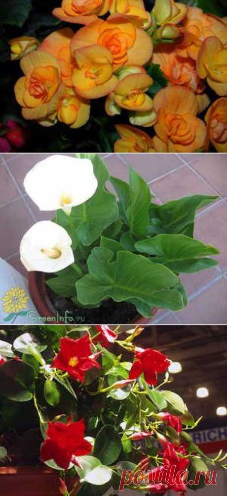 фото растений - фотокаталог - Алфавитный список растений с фото - GreenInfo.ru