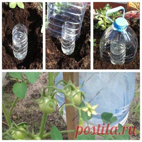 Делаем солнечный дождеватель из 2 бутылок — и растения сами поливаются целый месяц | Маленький сад на краю Вселенной | Яндекс Дзен