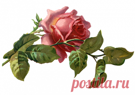 Винтаж Роуз Розы Цвести - Бесплатное изображение на Pixabay