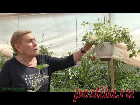 Плектрантус ампельный (Plectranthus) вариегатная (пестролистная) форма.