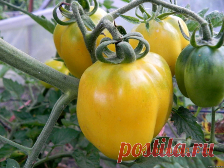 Помидоры - Фото помидор - Семена почтой по Украине