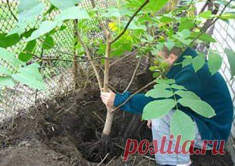 Подготовка к посадке плодовых деревьев | Дача - впрок
