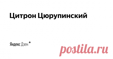 Цитрон Цюрупинский | Яндекс Дзен Всё про российское вино: люди, компании, новости и история. Карта российского вина: https://devteev.nextgis.com/resource/7/display