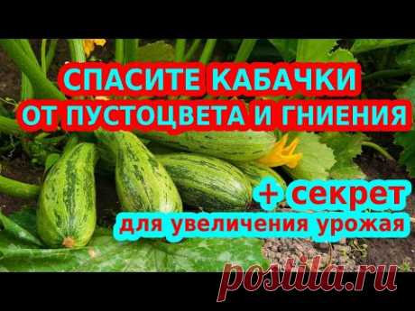 СПАСИТЕ КАБАЧКИ ОТ ПУСТОЦВЕТА И ГНИЕНИЯ. НИ КАКОГО СЕКРЕТА УВЕЛИЧЕНИЯ УРОЖАЯ