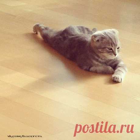 Кот , который лежит , как не кот ))