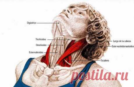 6 супер упражнений чтобы снять напряжение в шее