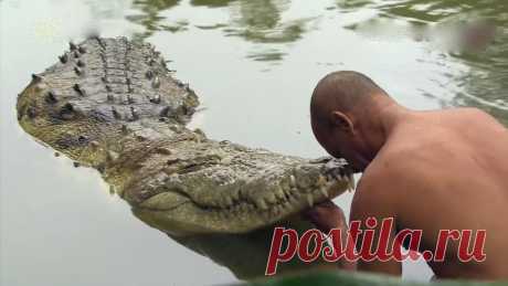 Дружба крокодила с человеком. Единственный случай в мире / Очень трогательно - Премьера 2014