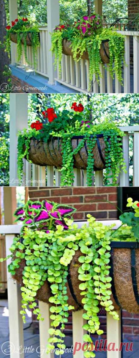 BEST PLANTS FOR HANGING BASKETS | Shining world