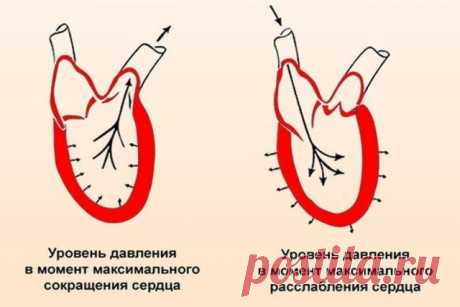 Сердечное давление человека: каким оно должно быть в 60 лет - Информационный портал Командир