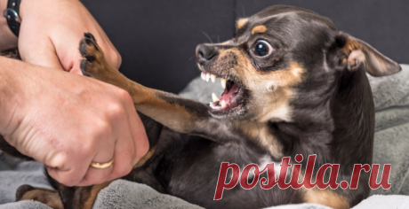 Биологи считают, что понимание причин агрессии собак может помочь сделать их более дружелюбными.