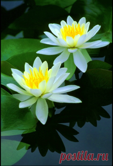 Funny Things: Beautiful Water Lily