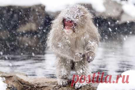 Парк снежных обезьян Дзигокудани, Япония. Автор фото – Владислав Бельченко: nat-geo.ru/community/user/24545