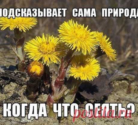 КОГДА ЧТО СЕЯТЬ? ПОДСКАЗЫВАЕТ САМА ПРИРОДА