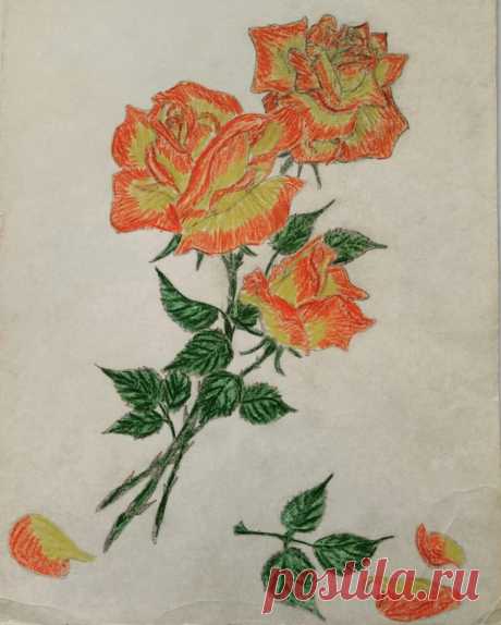 Розы флорибунда сорт Чарлстон 1996 г. (карандаш)