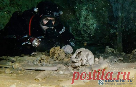 12000-летний череп с микросхемой обнаружили под водой в Мексике - X-Digest