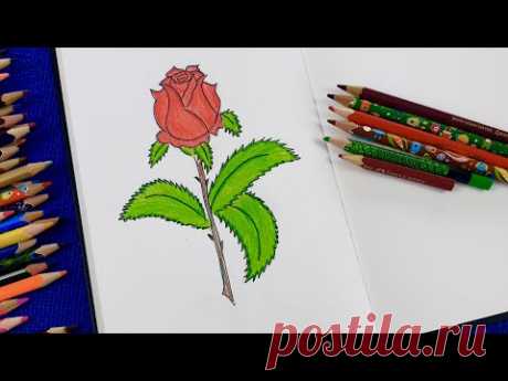 Как просто нарисовать красивую розу, просто повторяйте за мной шаг за шагом. Простые рисунки!!